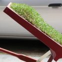 chaise-herbe-brouette-2